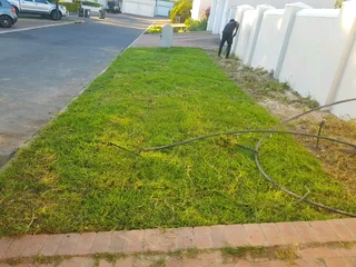 WE SUPPLY KIKUYU GRASS BUFFALO GRASS LM BEREA GRASS AND CYNODON GRASS AND CYNODON GRASS