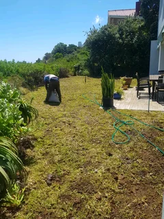 WE SUPPLY KIKUYU GRASS BUFFALO GRASS LM BEREA GRASS AND CYNODON