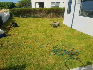 WE SUPPLY KIKUYU GRASS BUFFALO GRASS LM BEREA GRASS AND CYNODON