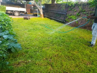 WE SUPPLY KIKUYU GRASS BUFFALO GRASS LM BEREA GRASS AND CYNODON