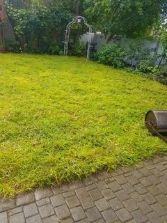 WE SUPPLY KIKUYU GRASS BUFFALO GRASS LM BEREA GRASS AND CYNODON