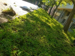 We supply kikuyu grass buffalo grass Lm berea grass and cynodon grass