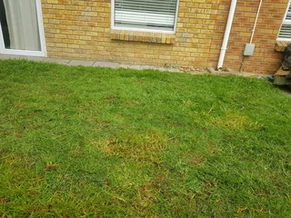 We supply kikuyu grass buffalo grass Lm berea grass and cynodon grass