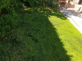 We Supply Kikuyu Grass Buffalo Grass Lm Berea Grass And Cynodon Grass