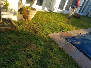 WE SUPPLY KIKUYU GRASS BUFFALO GRASS LM BEREA GRASS AND CYNODON GRASS