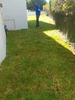 WE SUPPLY KIKUYU GRASS BUFFALO GRASS LM BEREA GRASS AND CYNODON GRASS