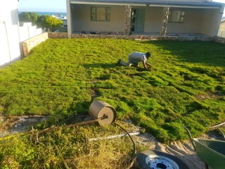 WE SUPPLY KIKUYU GRASS BUFFALO GRASS LM BEREA GRASS AND CYNODON GRASS