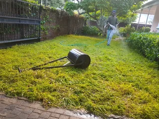 WE SUPPLY KIKUYU GRASS BUFFALO GRASS LM BEREA GRASS AND CYNODON GRASS