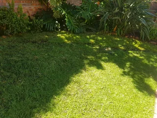 WE SUPPLY KIKUYU GRASS BUFFALO GRASS LM BEREA GRASS AND CYNODON