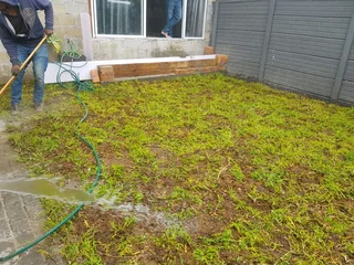 WE SUPPLY KIKUYU GRASS BUFFALO GRASS LM BEREA GRASS AND CYNODON