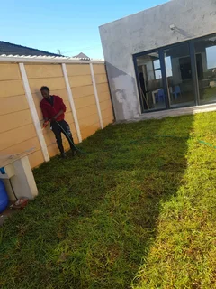 WE SUPPLY KIKUYU GRASS BUFFALO GRASS LM BEREA GRASS AND CYNODON GRASS