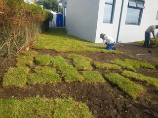 We supply kikuyu grass buffalo grass Lm berea grass and cynodon grass