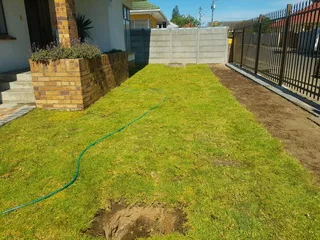 We Supply Kikuyu Grass Buffalo Grass Lm Berea Grass And Cynodon Grass