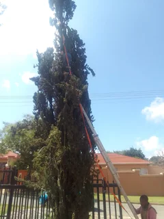 Tree felling and gardening  services