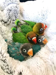 Hand Raised Love Birds