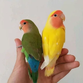 Love Birds