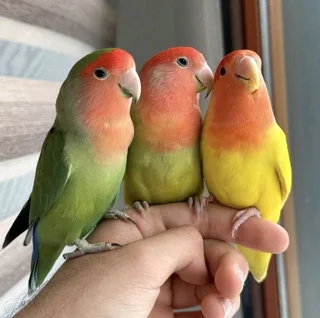 Handraised Love Birds