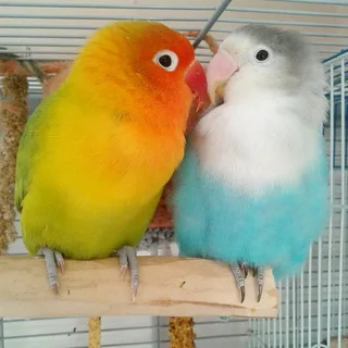 Tame Love Birds