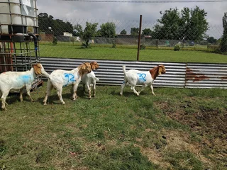 Boer goats and sheep