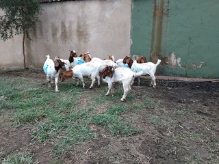 Boer goats and sheep