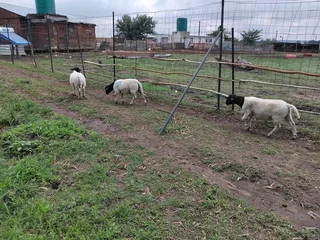 Boer goats and sheep