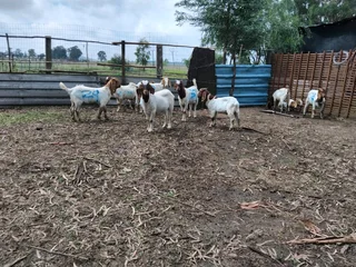 Boer goats and sheep