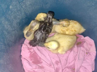 Runner ducklings
