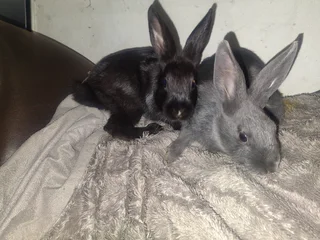 pets - Ad posted by Sharon Venter