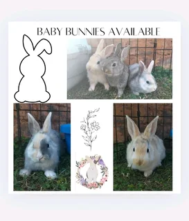 Baby bunnies