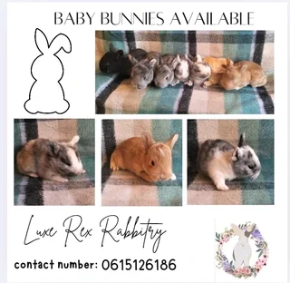 Baby bunnies available