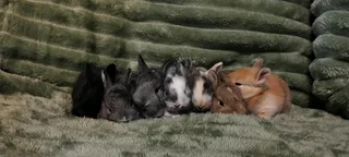 Baby bunnies
