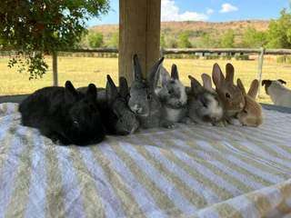 Baby bunnies