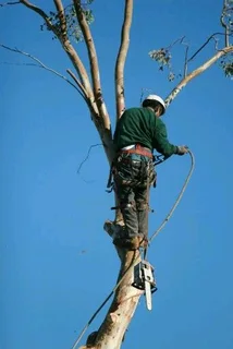 Cape Tree Felling Service