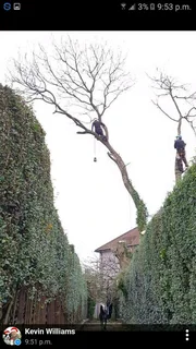 Affordable Tree Felling Service