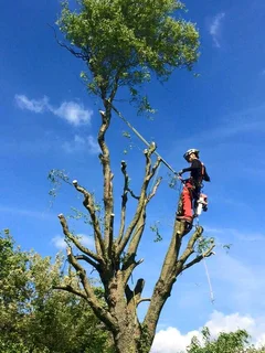 Cape Tree Felling Service