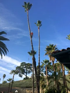 Affordable Tree Felling Service