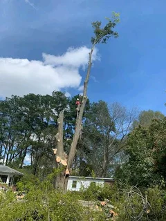 Affordable Tree Felling Service