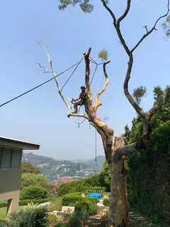 Cape Tree Felling Service