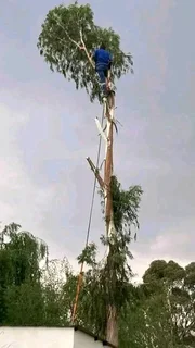 Cape Tree Felling Service