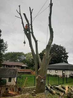 Affordable Tree Felling Service