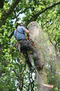 Affordable Tree Felling Service