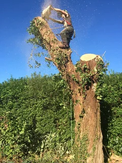 Affordable Tree Felling
