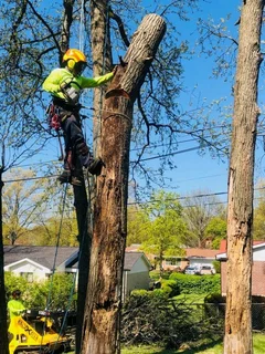 Affordable Tree Felling