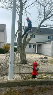 Cape Tree Felling Service