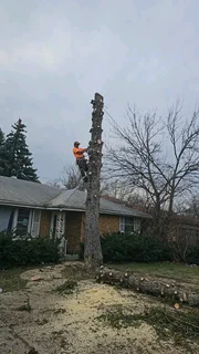 Cape Tree Felling Service