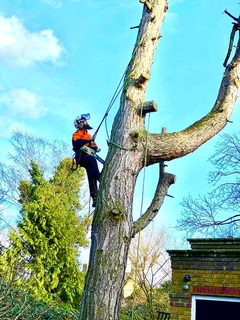 Affordable Tree Felling Service