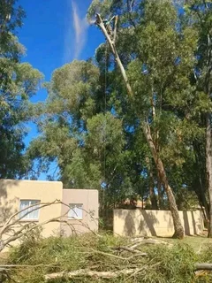 Affordable Tree Felling Service