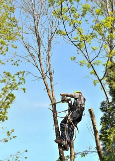 Affordable Tree Felling Service