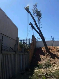 Tree Felling And Palm Removal