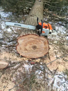 Removal trees And Tree Felling